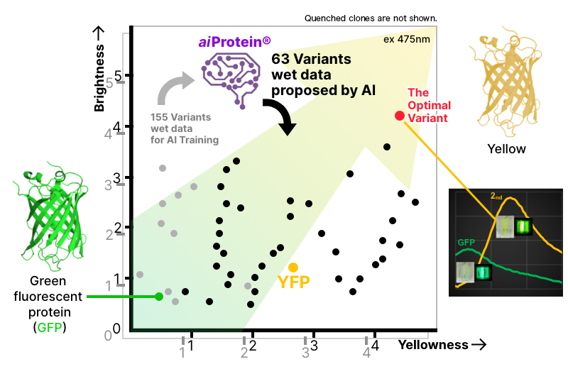 緑色タンパク質からの高輝度黄色タンパク質の創製