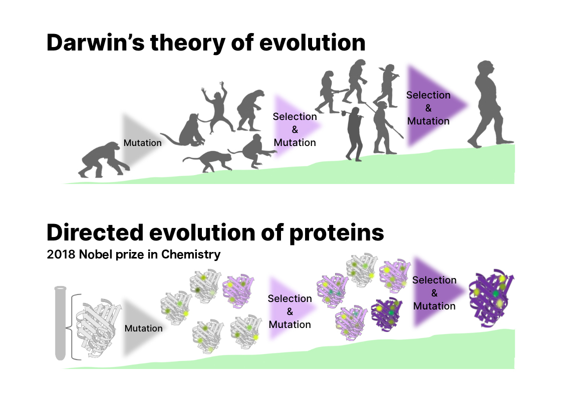 About directed protein evolution
